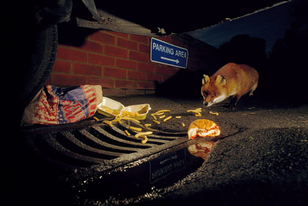 Le renard, accro au fast-food