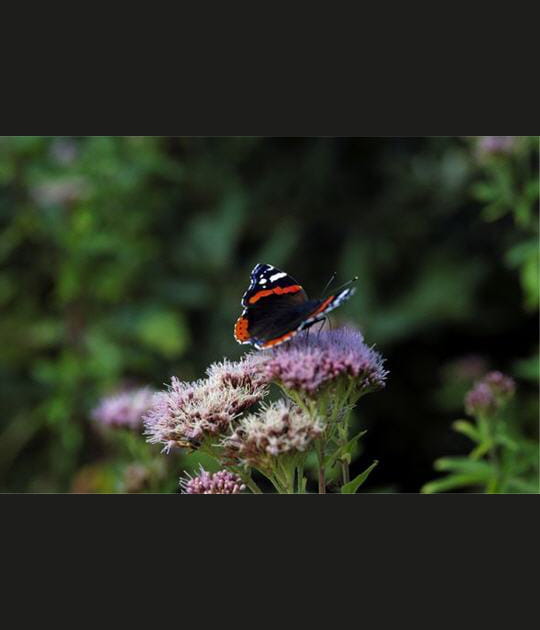 Nature au Marquenterre