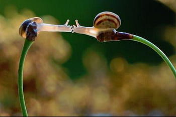 Un voyage dans le monde miniature des animaux