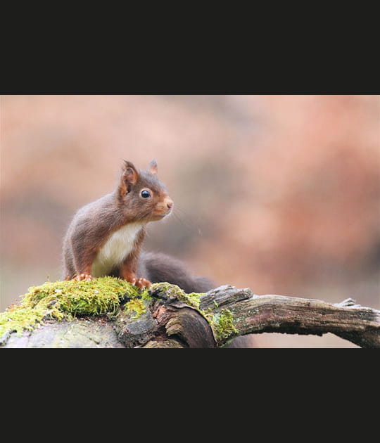 Le curieux