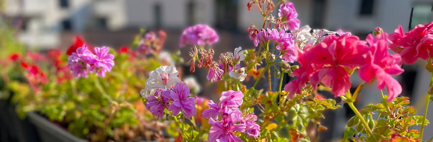 7&nbsp;plantes &agrave; rentrer pour l'hiver (et 5&nbsp;qui n'en valent pas la peine)