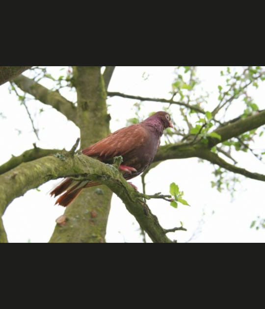 Le pigeon voyageur