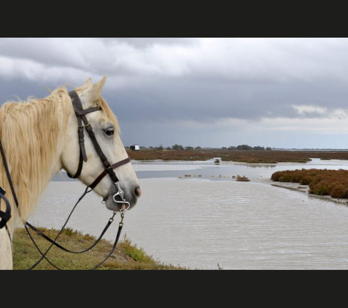 En selle &agrave; travers la Camargue