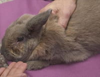 La clinique des animaux exotiques : Maux de ventre suspects