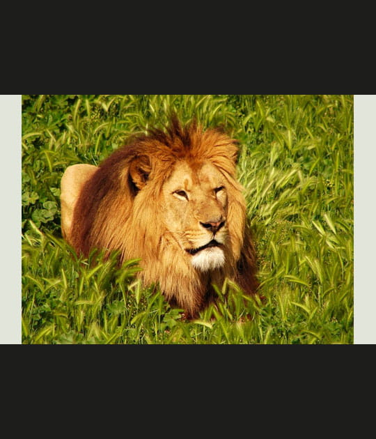 Lion dor&eacute;