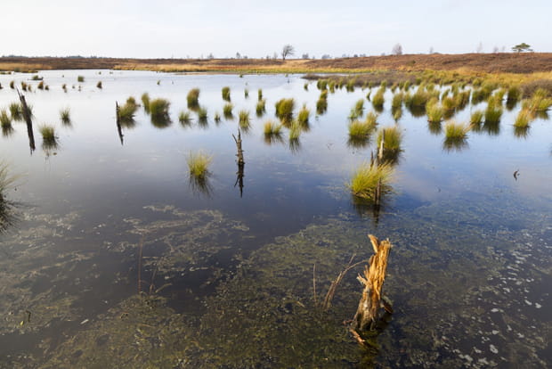 Les Hautes Fagnes