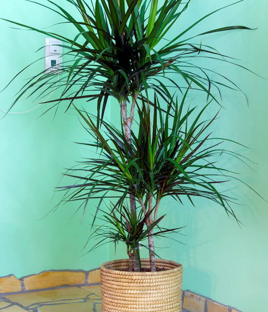 Le dracaena, une plante d'int&eacute;rieur facile &agrave; vivre