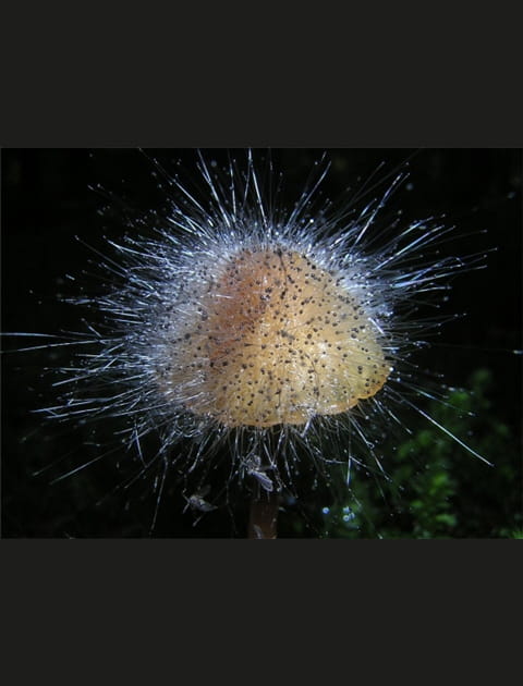 Champignon