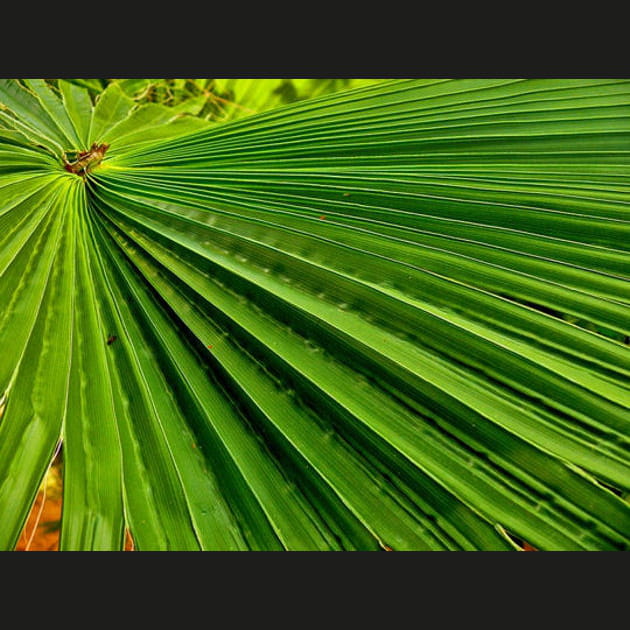 Graphisme vert