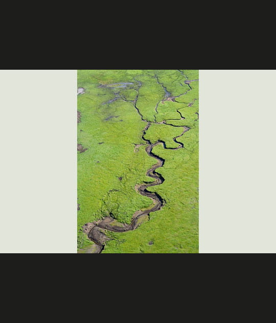 Serpent d'eau