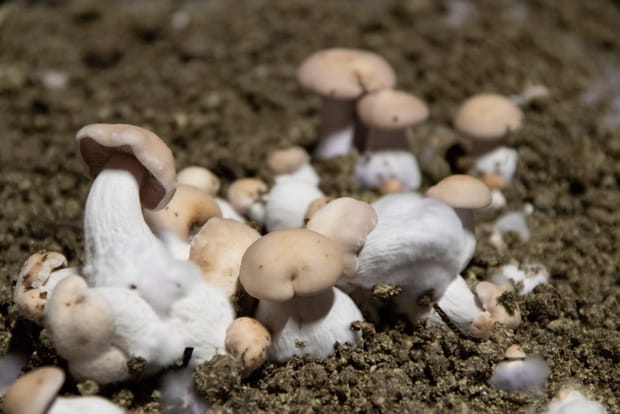 Les champignonnières, dans le Paris souterrain