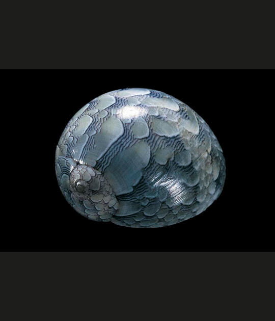 Coquillage Neritina virginea