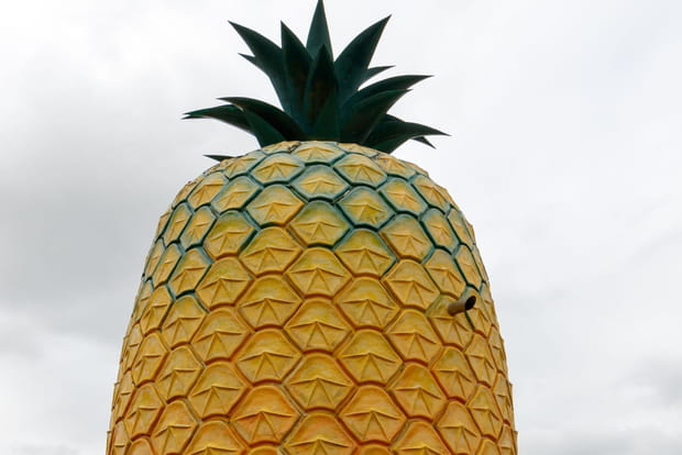 L'ananas géant, en Afrique du Sud