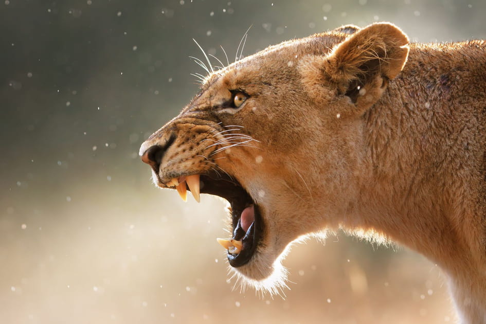 Le roi de la savane