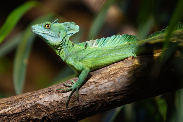 Lézard basilic