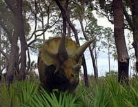 Dino Hunt
