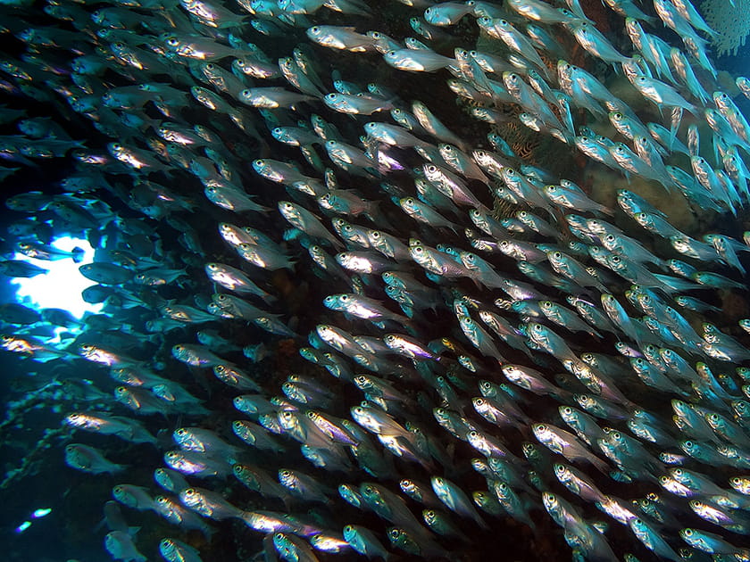 Poissons de verre