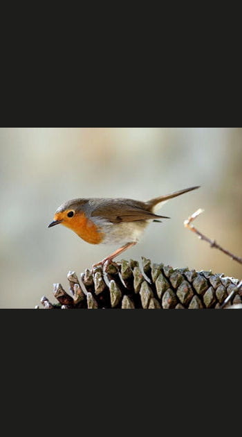 Le rouge-gorge dans les jardins