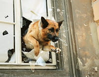 Rex : L'effet placebo