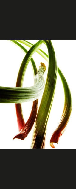 Rhubarbe