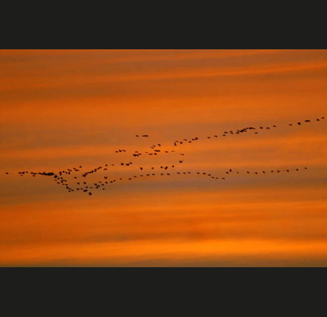 Migration et soleil couchant