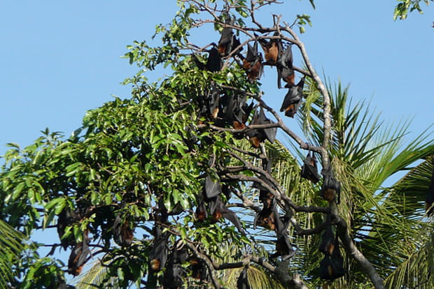 D'étranges décorations d'arbres au Sri Lanka