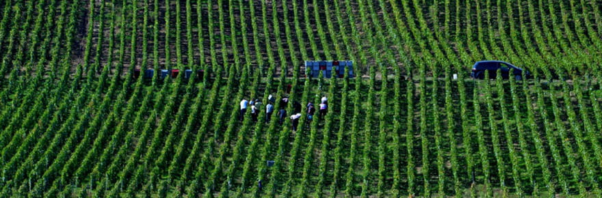 Entre inflation des bouteilles et nouveaux go&ucirc;ts, la consommation mondiale de vin au plus bas depuis 1961