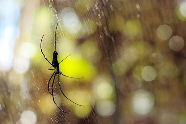 Charmantes bestioles