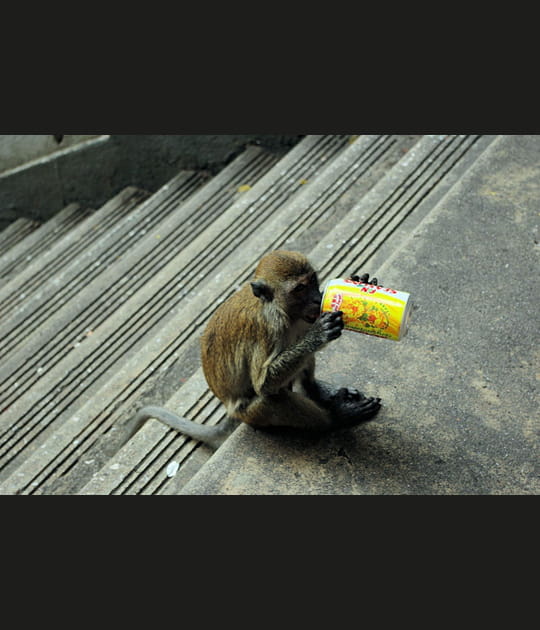 Qui a dit que les singes ne&nbsp;mangeaient&nbsp;que&nbsp;des&nbsp;bananes&nbsp;?