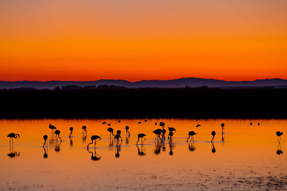 Rougeoyante Camargue