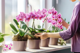 L'&eacute;lixir secret des orchid&eacute;es&nbsp;: une cuill&egrave;re suffit et peut les faire durer jusqu'&agrave; 20&nbsp;ans