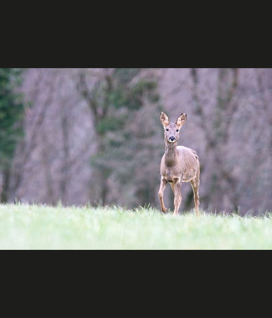 Une chevrette intrigu&eacute;e