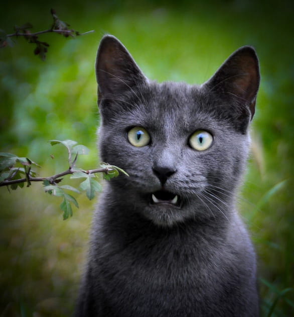 Petit vampire