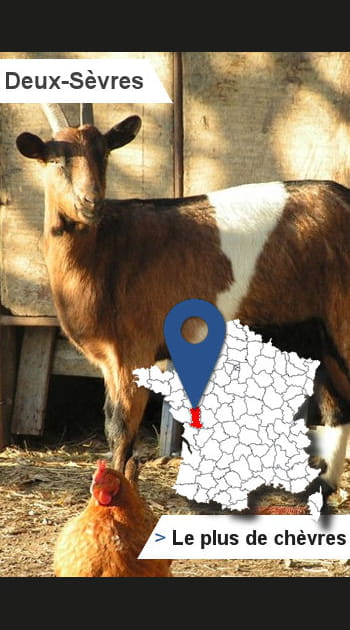 79 &ndash; Deux-S&egrave;vres&nbsp;: le&nbsp;plus grand nombre de&nbsp;ch&egrave;vres