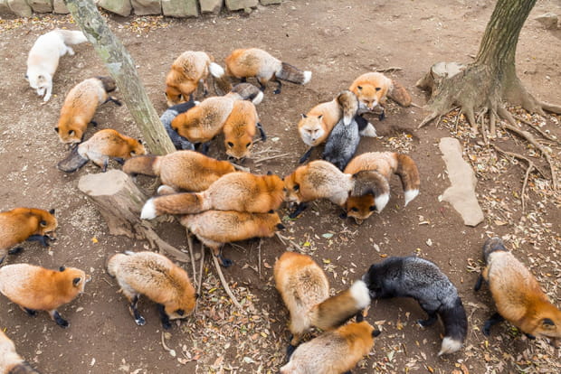 Zao Kitsune Mura au Japon