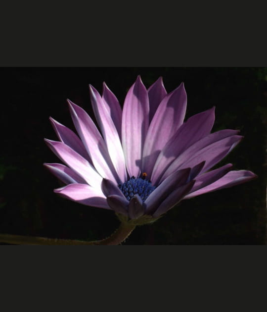 Aster
