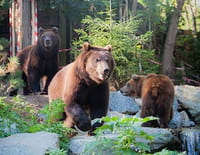 Les animaux du zoo