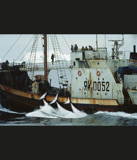 Insupportable chasse &agrave; la baleine