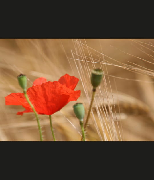 Coquelicots