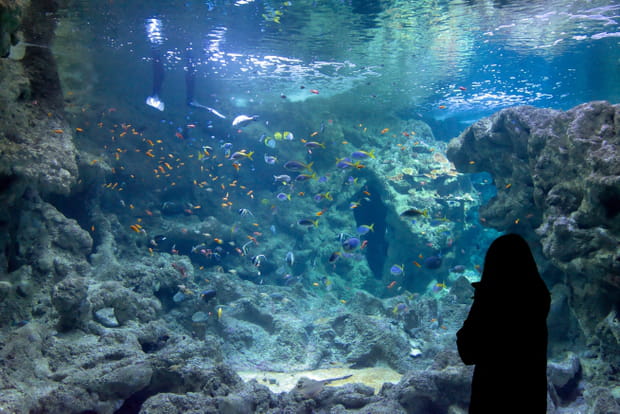 L'Océanopolis de Brest, l'aquarium le plus célèbre de Bretagne