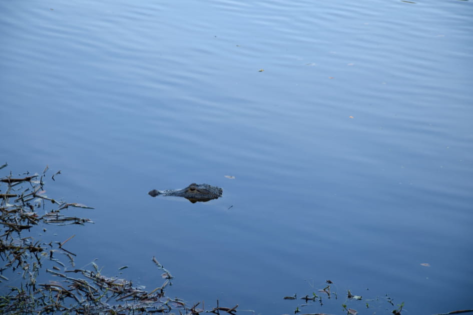 A Hilton Head Island, les vacanciers et les alligators cohabitent paisiblement&hellip;