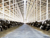 La planète lait