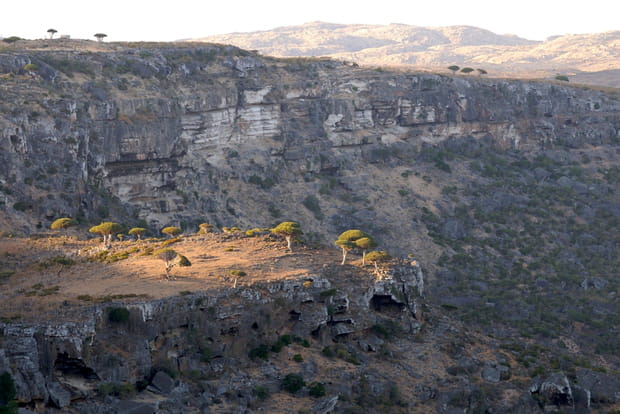 Socotra, l'île des plantes aliens