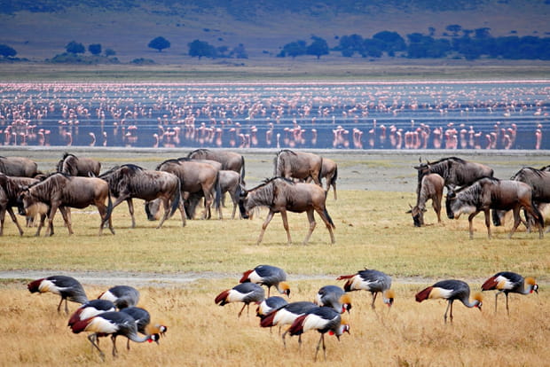 Le parc national du lac Manyara en Tanzanie
