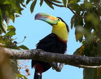 La vie sauvage du Costa Rica