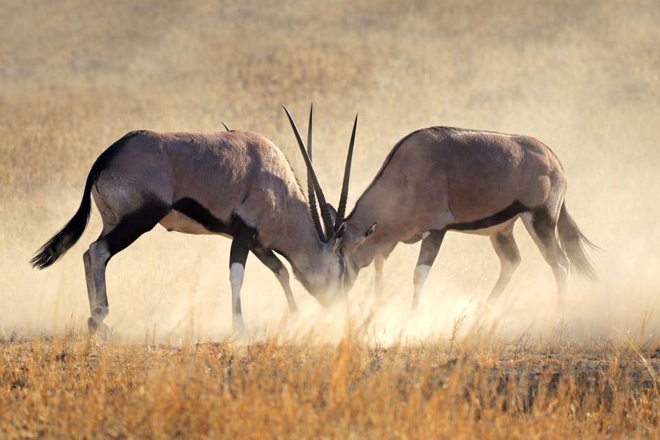 Les gazelles Oryx