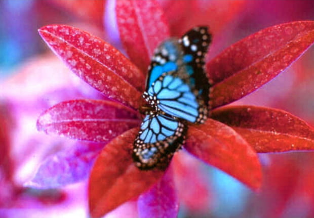 Papillon bleu