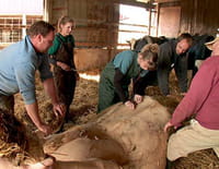 L'incroyable Dr Pol : Une nouvelle recrue à la clinique