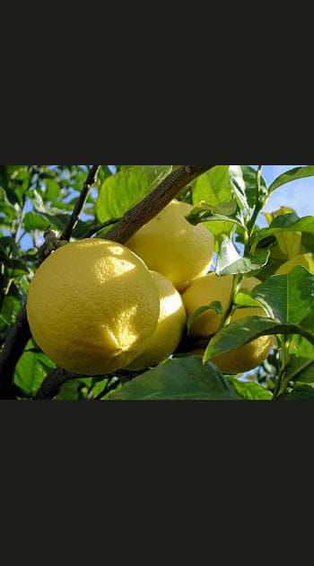 Le citron voyageur