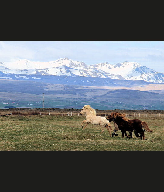 Chevaux sauvages